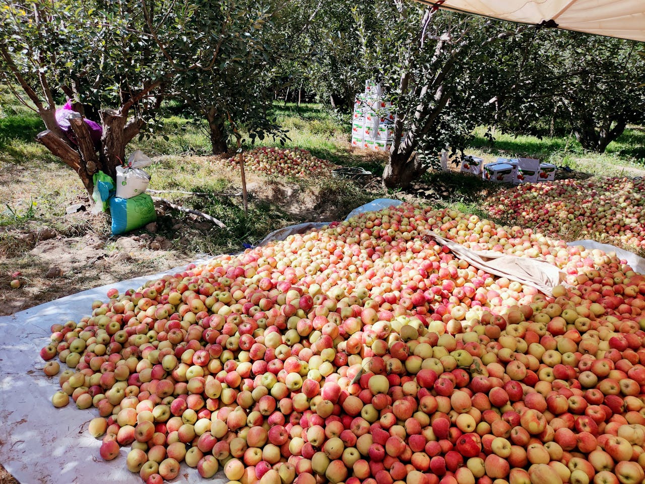 A large pile of freshly picked apples in a sunny Balochistan orchard.