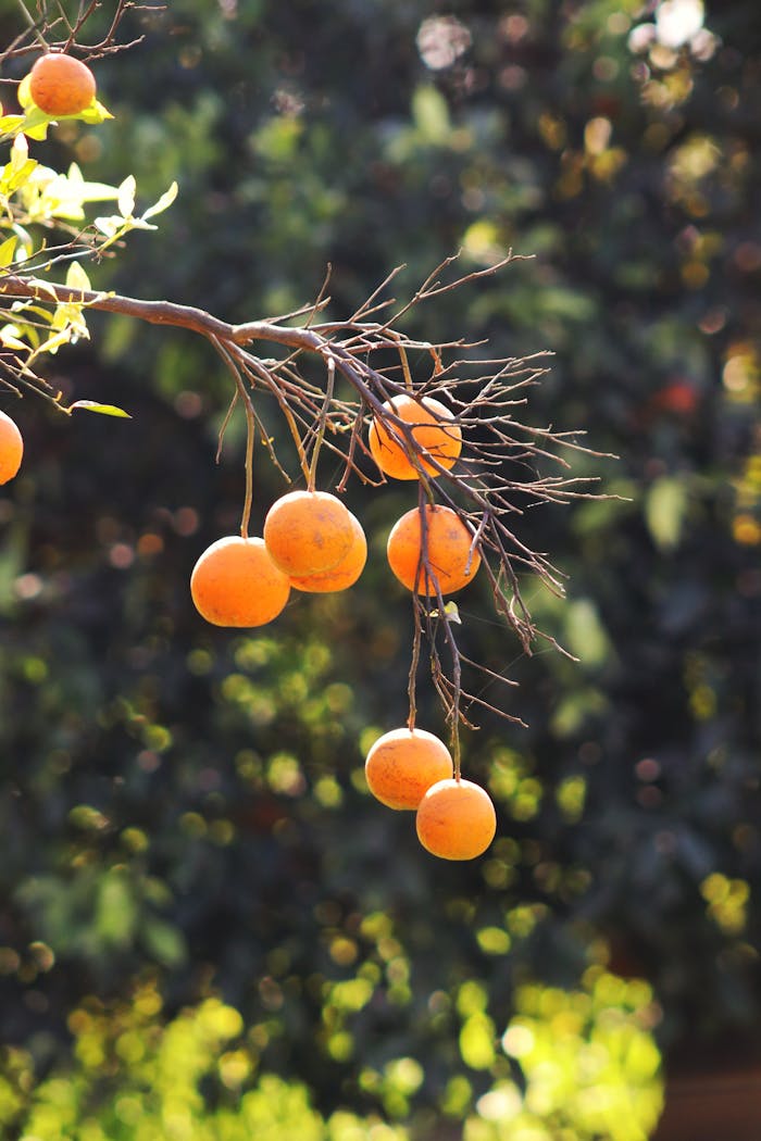 Ripe oranges hanging from a branch in Lahore, Pakistan, capturing the essence of nature's bounty.